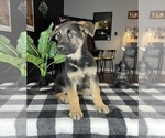 Small Photo #4 German Shepherd Dog Puppy For Sale in FRANKLIN, IN, USA