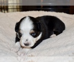 Small Photo #5 Miniature Australian Shepherd Puppy For Sale in WICHITA FALLS, TX, USA