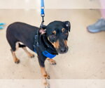 Small #7 Chihuahua Mix