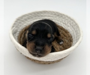 Dachshund Puppy for sale in FAIRBANK, IA, USA