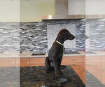 Small #17 Flat Coated Retriever