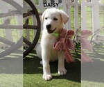 Image preview for Ad Listing. Nickname: Daisy