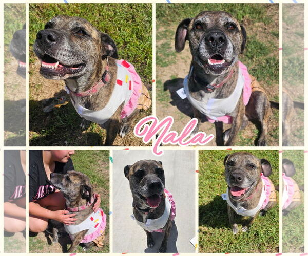 Medium Photo #2 Mastador Puppy For Sale in Blacksburg, SC, USA