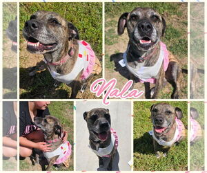 Nala - Female Mastador Dog for Adoption - Photo #2