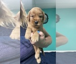 Small #3 Goldendoodle