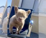 Small Photo #8 French Bulldog Puppy For Sale in SAN JOSE, CA, USA