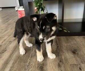 Alaskan Husky-German Shepherd Dog Mix Puppy for sale in CANYON CNTRY, CA, USA