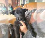 Small #6 Mutt