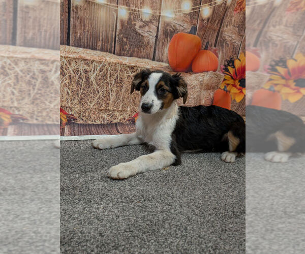 Medium Photo #1 Australian Shepherd Puppy For Sale in Brewster, NY, USA