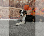 Small Australian Shepherd