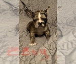 Small Photo #6 Faux Frenchbo Bulldog Puppy For Sale in GREENEVILLE, TN, USA