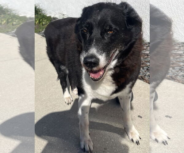 Medium Photo #4 Border Collie-Unknown Mix Puppy For Sale in Sanford, FL, USA