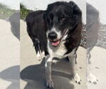 Small #3 Border Collie Mix