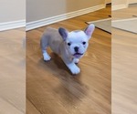 Small Photo #14 French Bulldog Puppy For Sale in GARLAND, TX, USA
