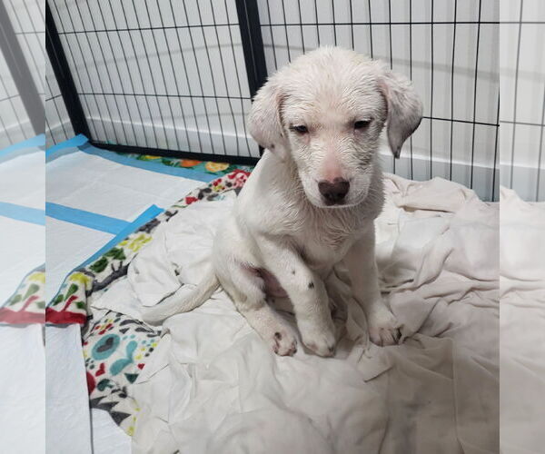 Medium Photo #6 Pointer-Unknown Mix Puppy For Sale in Fargo, ND, USA