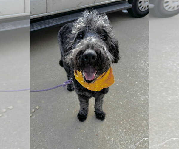 Medium Photo #6 Labrador Retriever-Unknown Mix Puppy For Sale in Boston, MA, USA