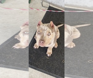 American Bully Puppy for sale in LOGAN, UT, USA