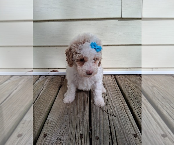 Medium Photo #138 Goldendoodle (Miniature) Puppy For Sale in GASTONIA, NC, USA