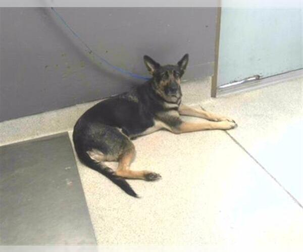 Medium Photo #1 German Shepherd Dog-Unknown Mix Puppy For Sale in Tallahassee, FL, USA