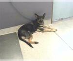 Small German Shepherd Dog Mix