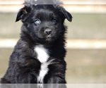 Small Photo #12 Australian Shepherd Puppy For Sale in OZARK, AR, USA