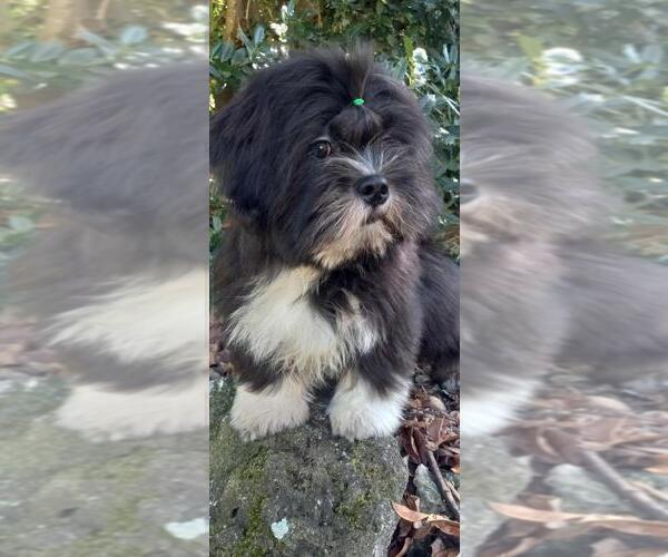 Medium Photo #2 Lhasa Apso Puppy For Sale in BELL, FL, USA
