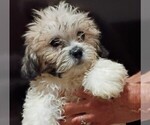 Puppy Bella Mal-Shi
