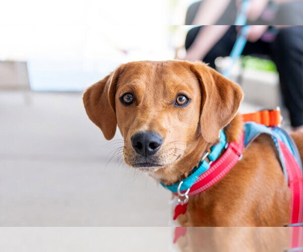 Medium Photo #13 Mutt Puppy For Sale in Mundelein, IL, USA