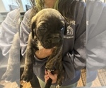Small Photo #33 Cane Corso-Saint Bernard Mix Puppy For Sale in LIVERMORE, CA, USA