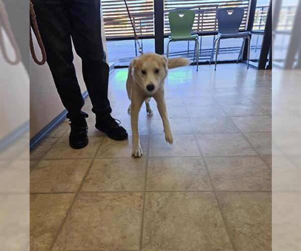 Medium Photo #1 Siberian Husky-Unknown Mix Puppy For Sale in Norfolk, VA, USA