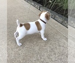 Small Photo #12 Jack Russell Terrier Puppy For Sale in APPLE CREEK, OH, USA