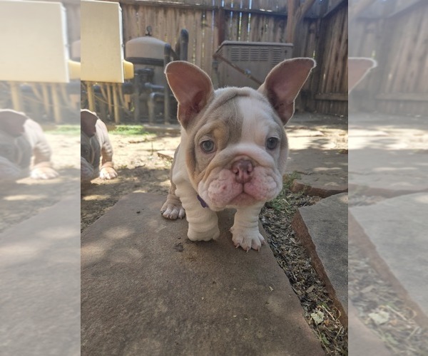 Medium Photo #11 English Bulldog Puppy For Sale in SACRAMENTO, CA, USA
