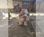 Small #10 English Bulldog