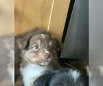 Small Photo #18 Miniature Australian Shepherd Puppy For Sale in BETHANY, IL, USA