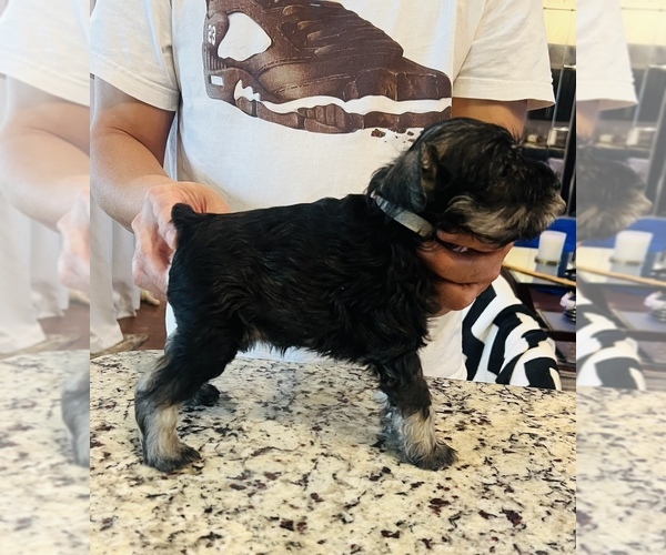 Medium Photo #1 Schnauzer (Miniature) Puppy For Sale in BARTLETT, TN, USA