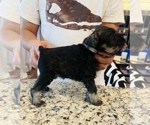 Schnauzer (Miniature) Puppy for sale in BARTLETT, TN, USA
