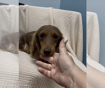 Small #3 Dachshund