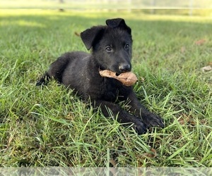 German Shepherd Dog Puppy for Sale in BOLIVAR, Missouri USA