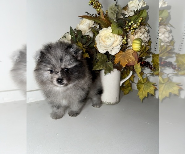 Medium Photo #2 Pomeranian Puppy For Sale in BAKERSFIELD, CA, USA