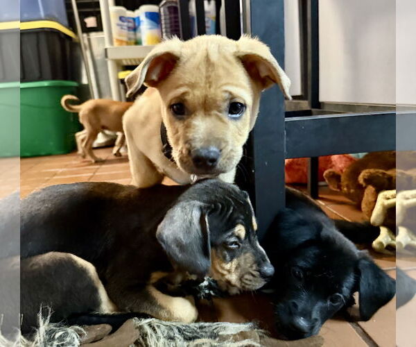 Medium Photo #4 Labrador Retriever-Unknown Mix Puppy For Sale in Jefferson, NJ, USA