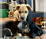 Small #3 Labrador Retriever Mix