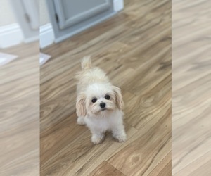 Pom-A-Poo Puppy for sale in EASTVALE, CA, USA