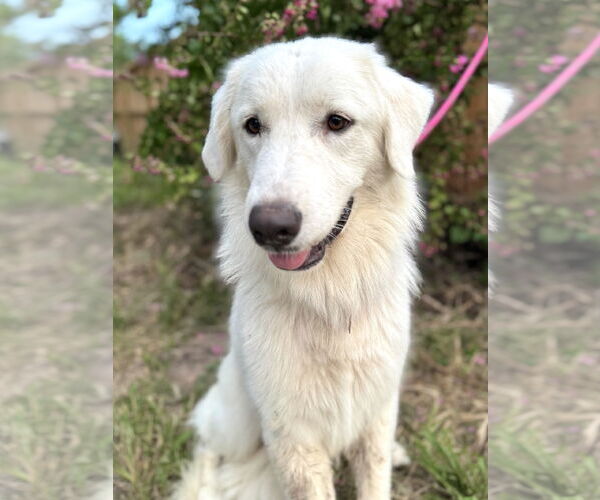 Medium Photo #4 Great Pyrenees Puppy For Sale in Spring, TX, USA
