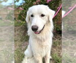 Small #3 Great Pyrenees