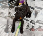 Small #1 Labrador Retriever Mix
