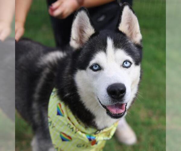 Medium Photo #1 Siberian Husky Puppy For Sale in San Antonio, TX, USA