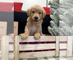 Small Photo #52 Golden Retriever Puppy For Sale in LAKELAND, FL, USA