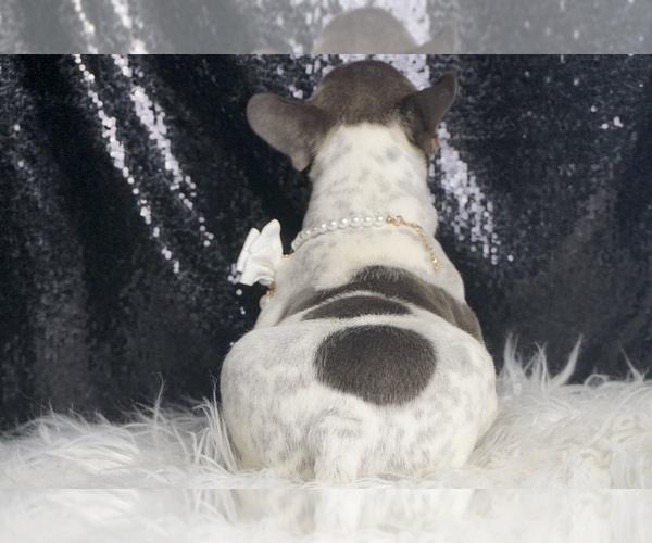 Medium Photo #6 French Bulldog Puppy For Sale in WARSAW, IN, USA