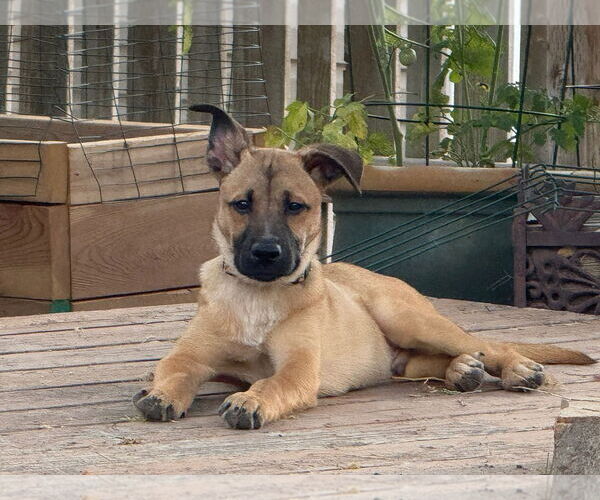 Medium Photo #11 Mutt Puppy For Sale in Sandy, UT, USA