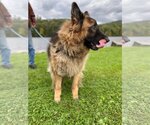 Small Photo #2 German Shepherd Dog Puppy For Sale in Essex, VT, USA